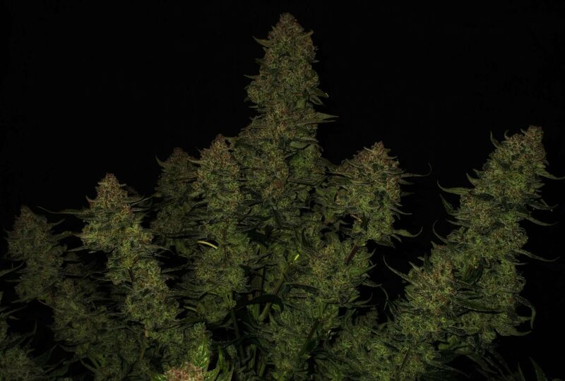 Papaya Cookies Auto, Фасовка: 3, изображение 13